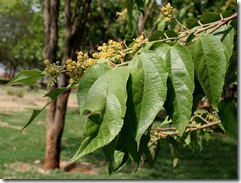 PLANTAMUNDO - NOVIDADES: Olea africana, Mutamba, Tomate Arboreo,